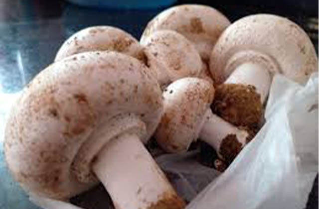 Oyster Mushrooms (सिपी च्याउ)