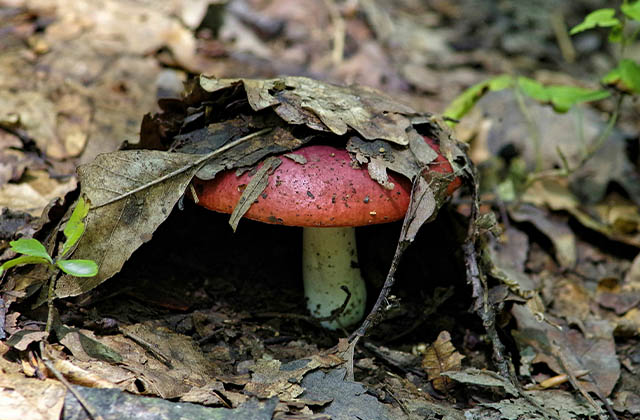 Morel Mushrooms (गुच्छी च्याउ)
