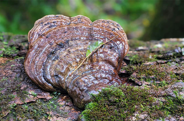 Reishi Mushrooms (रेशी च्याउ)