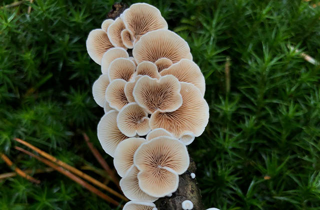 Wood Ear Mushrooms (काग-च्याउ)