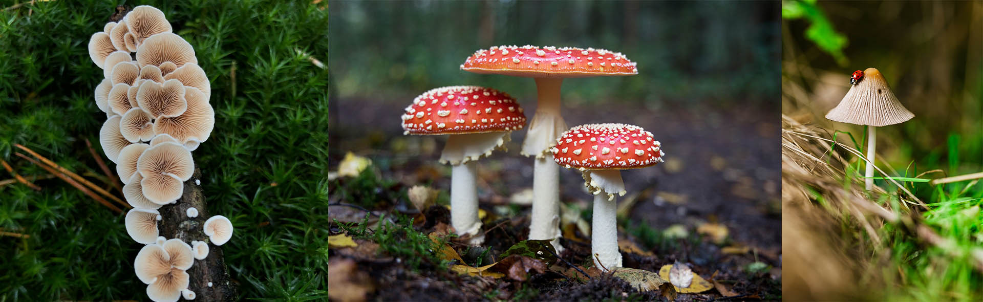 We Priduce different types of mushroom