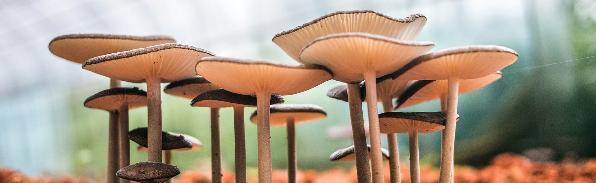 Welcome to Mushroom Production Industry